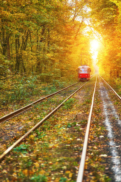 Красный ретро трамвай идет по маршруту через осенний лес
 - Фото, изображение