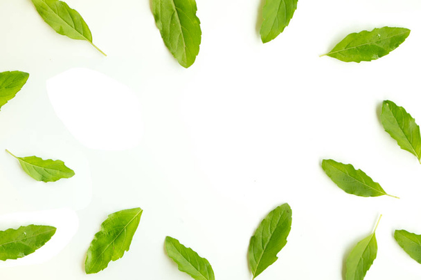 basilika lehtiä valkoinen väri suunnittelu elintarvikkeiden tausta - Valokuva, kuva