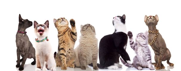 grupo de siete lindos gatos mirando hacia arriba mientras están de pie y sentados sobre fondo blanco, algunos de ellos han levantado sus patas
 - Foto, imagen