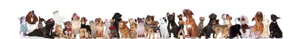 adorable group of mixed pets wearing collars, clothes and bowties look up on white background - Photo, Image