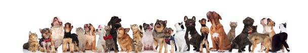 cats and dogs looking up while wearing bowties and collars, while standing and sitting on white background - Photo, Image