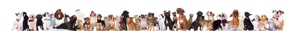 adorable large group of pets look up while standing and sitting on white background - Photo, Image