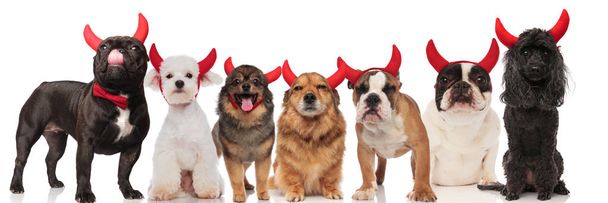 leuke groep van zeven honden duivel hoorns dragen terwijl staand en zittend op witte achtergrond - Foto, afbeelding