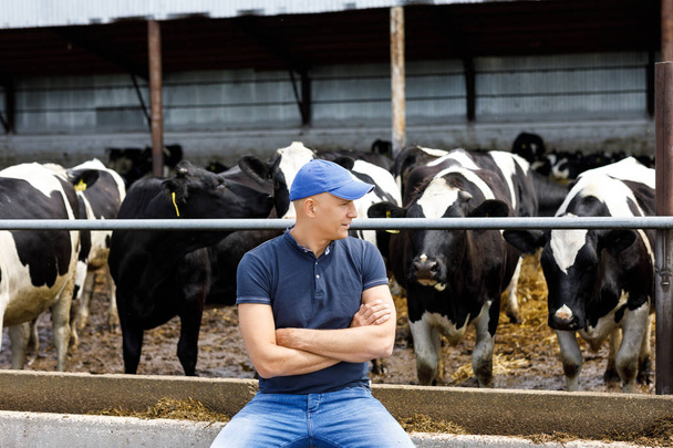 乳牛の農場での農民 - 写真・画像