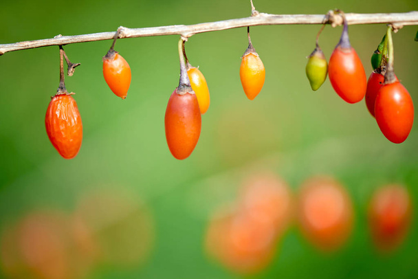 Goji berryTwig filled with fresh goji berries - Valokuva, kuva