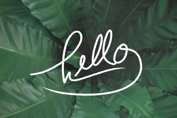 Hello. Inspirational quote on green leaves background. - Fotoğraf, Görsel