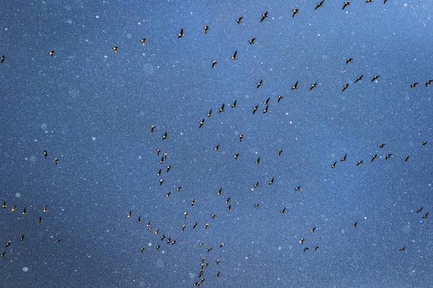 A flock of pink-footed geese migrating in a snow storm in Fife, Scotland - Photo, Image