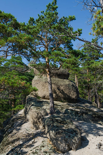 Pine sprouted among the rocks and stones on the mountain.Nature and forests. - Foto, Imagem