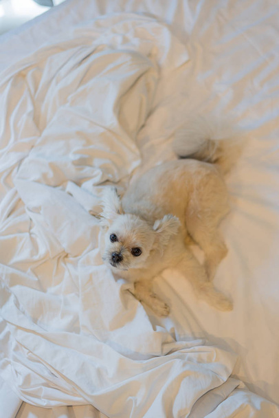 Cane così carino razza mista con Shih-Tzu, Pomerania e Poodle seduta o dormire si trova sul letto con velo bianco e guardando qualcosa con interesse sul letto in camera da letto a casa o in hotel
 - Foto, immagini