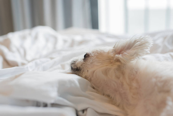 Perro tan lindo mestizo con Shih-Tzu, Pomerania y Poodle sentado o dormir se encuentra en la cama con velo blanco y mirando a algo con interés en la cama en el dormitorio en casa o en el hotel
 - Foto, Imagen