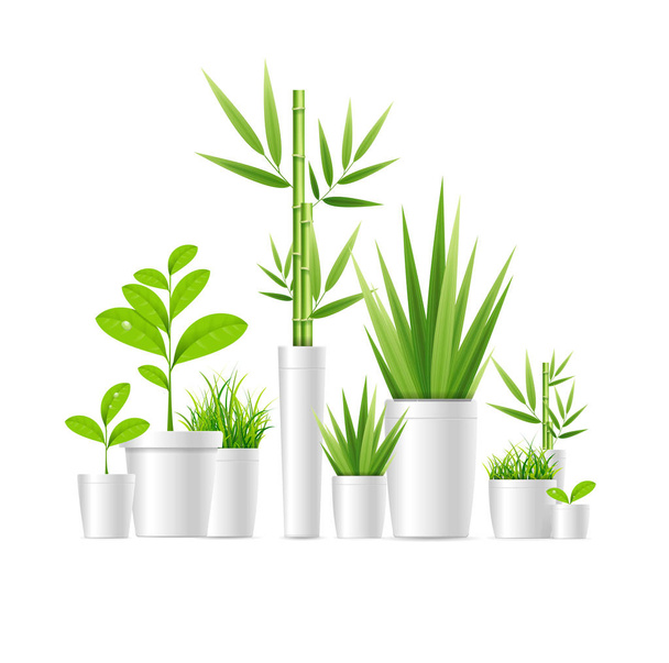Realistic Detailed 3d Green Houseplant Pot. Vector - Vecteur, image