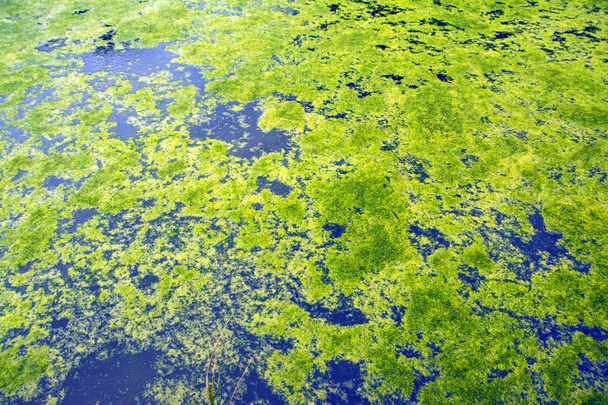青い水面に緑の植物と抽象的な自然背景。緑の藻と捨てられた池のフラグメント。地球の緑の森と青い海と空撮のように見えます - 写真・画像