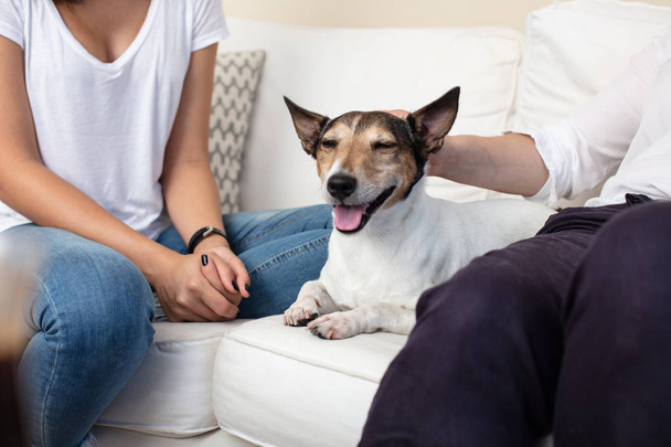 Contented dog with a happy smile and eyes closed in pleasure lying on a sofa between its owners being stroked by the man - Photo, Image