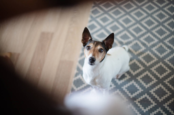 Adorable little dog staring alertly at its owner as it sits on a carpet in the living room at home in an over the shoulder view looking down - Photo, Image