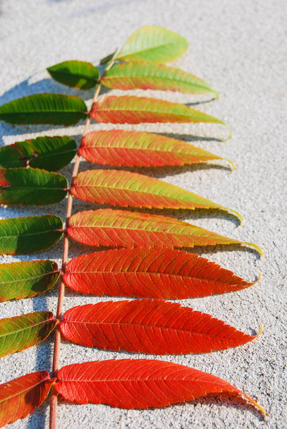 Только один лист Фраксинуса в течение осеннего времени
 - Фото, изображение