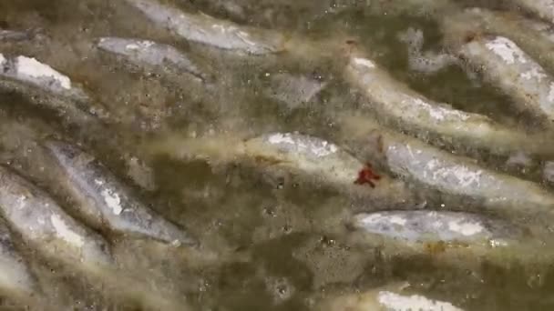 Close-up koken diepe gebakken zeebaars vissen in hete sissende olie, hoge hoekmening - Video