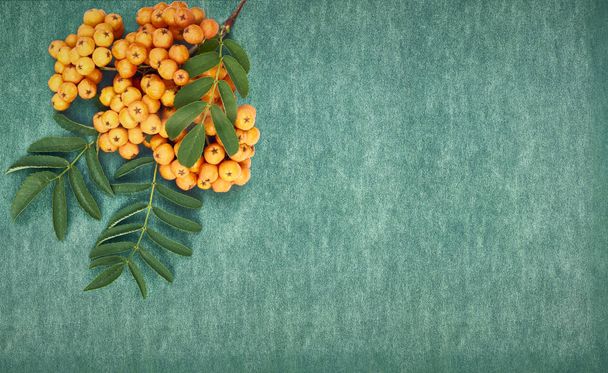 Orange rowan, ash berries on green textured background, autumn concept, copy space, flat lay, top view - Foto, Bild