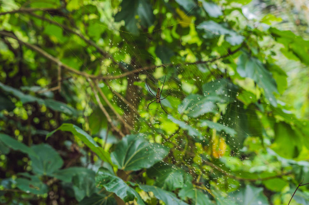 Una araña grande con rayas amarillas en una telaraña en el jardín. Araña jardín-araña lat. Araneus kind araneomorph spiders of the family of Orb-web spiders Araneidae sits on the web. Macro
 - Foto, imagen