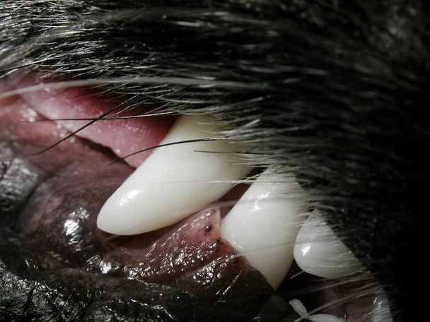 Hunde weiße Reißzähne mit sichtbarem Zahnfleisch und Haaren um die Schnauze - Foto, Bild