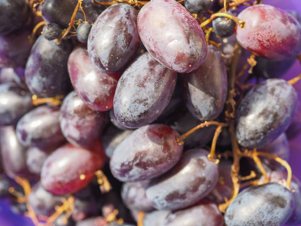 kırmızı üzüm (Vitis vinifera) meyve vejetaryen yemek - Fotoğraf, Görsel