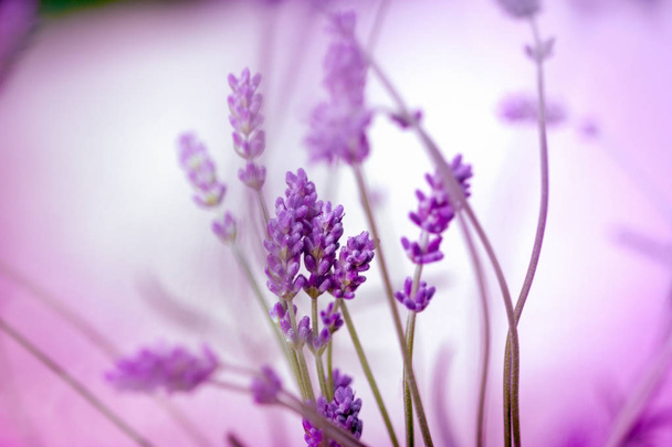Krásné levandulové v květnici, levandulový květ closeup - Fotografie, Obrázek