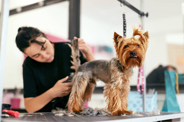 Pet Grooming Salon. Dog Getting Hair Cut At Animal Spa Salon - Photo, image