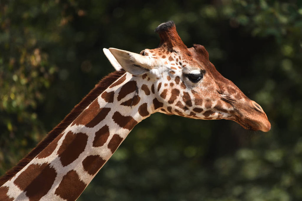 Κατασκευή των ματιών καμηλοπάρδαλη (Giraffa καμηλοπάρδαλης reticulata)                             - Φωτογραφία, εικόνα