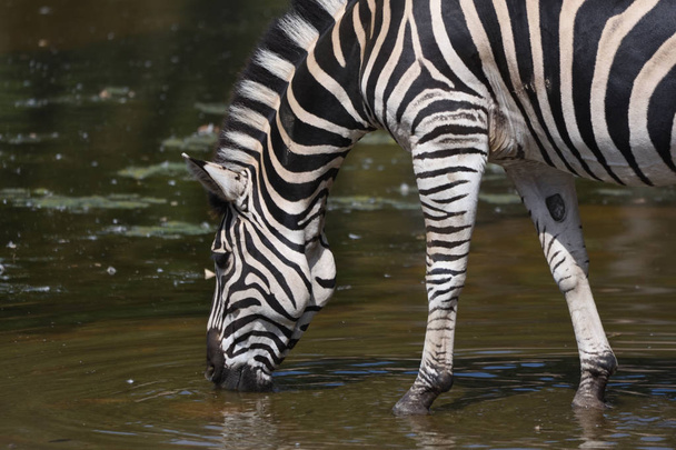 Drinking Chapman's zebra (Equus quagga chapmani)                  - Photo, Image