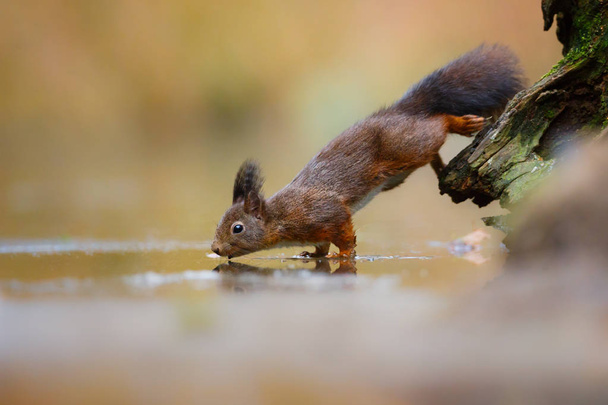 Kleines rotes Eichhörnchen in natürlichem Lebensraum mit verschwommenem Hintergrund - Foto, Bild