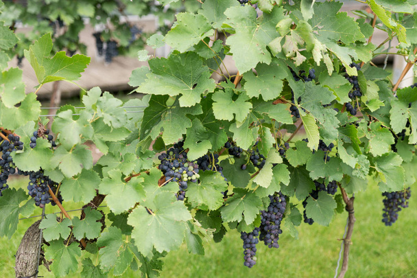 Пишний стиглий темно-червоний виноград на лозі готовий до збору врожаю
 - Фото, зображення