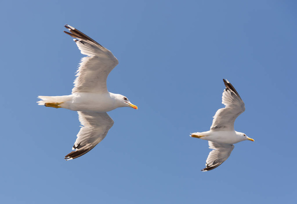 δυο γλάροι πετούν μαζί στο μπλε του ουρανού - Φωτογραφία, εικόνα