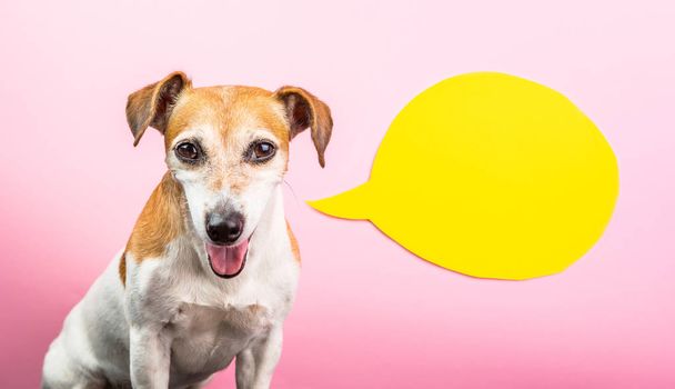 Sly smiling dog face. Pink background and yellow speech bubble. Comics - Fotó, kép