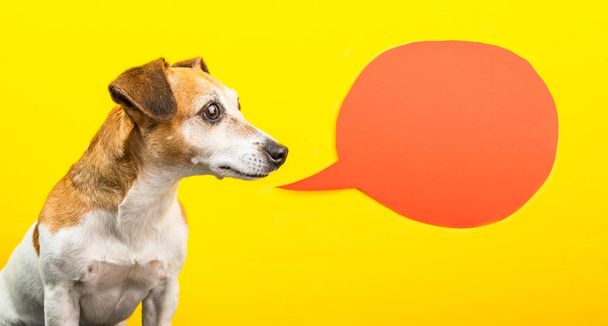 Cute smart dog on yellow background with orange speech balloon - Zdjęcie, obraz