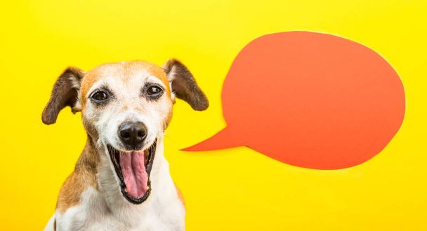 Laughing dog with open mouth. Happy smiling pet on yellow background and orange speech balloon. - Φωτογραφία, εικόνα