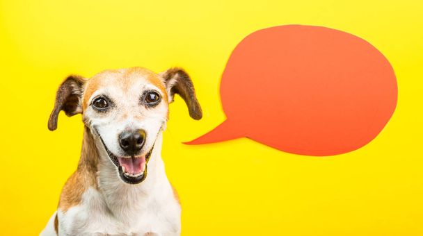 Adorable Laughing dog with open mouth. Happy smiling pet on yellow background and orange speech balloon. Funny silly dog Jack Russell terrier - Zdjęcie, obraz