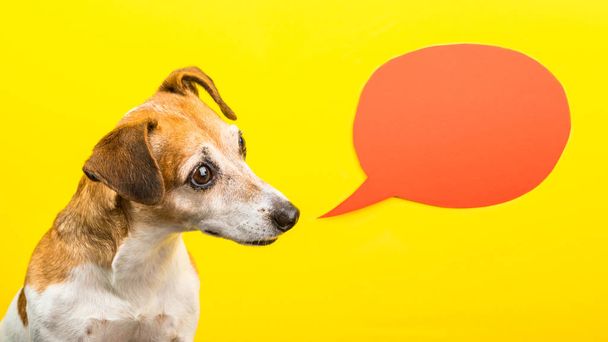 curious wondering asking emotion expression dog muzzle. yellow background and orange speech balloon. Funny bright photo - Foto, imagen
