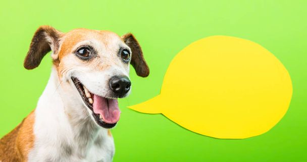 Happy smiling active dog face with speech balloon. Yellow and green. - 写真・画像