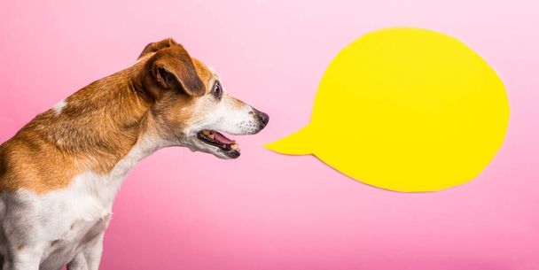 感情表現の犬のマズルを求めて不思議で好奇心旺盛。ピンクの背景と黄色の吹き出し。面白い明るい写真 - 写真・画像
