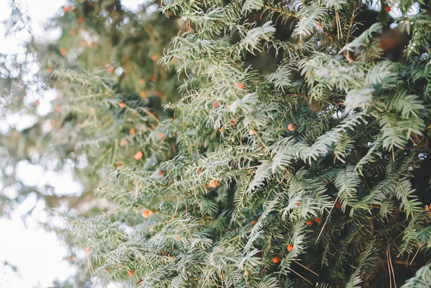 Taxus green tree with red berries fruits - Foto, Imagem
