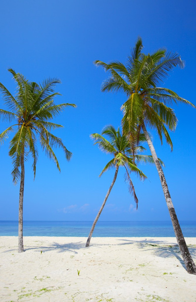 Tres palmeras están en una playa tropical
 - Foto, Imagen