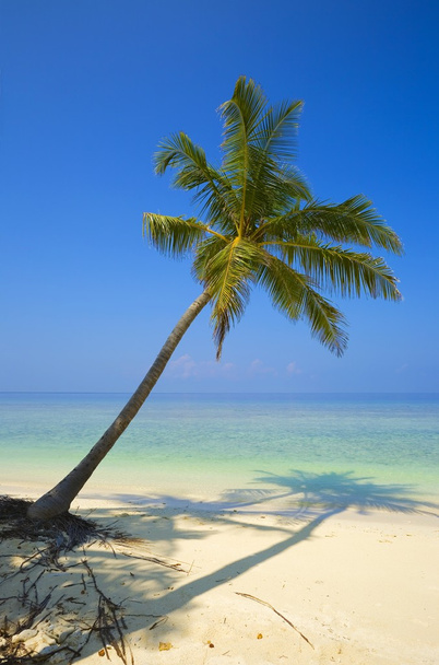 Un palmier
 - Photo, image