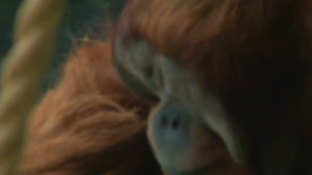 im Affenkäfig im Zoo - Filmmaterial, Video
