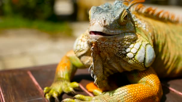 Dragon endormi. Gros plan portrait de Lizard vibrant au repos. Concentration sélective. Iguana verte originaire des zones tropicales
 - Séquence, vidéo