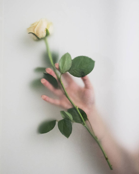 Diffused silhouette of hand with white rose - Fotografie, Obrázek
