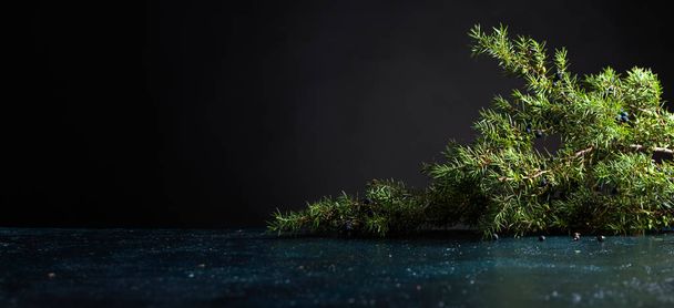 Juniper branch with berries on a black background. Copy space for your text. - Photo, Image