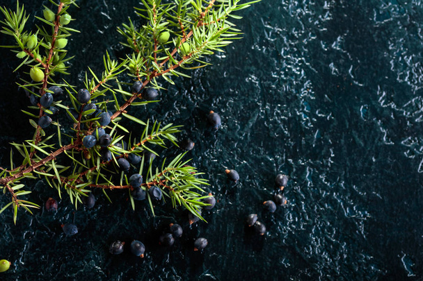 Juniper branch with berries on a black background. Copy space for your text. - Fotó, kép