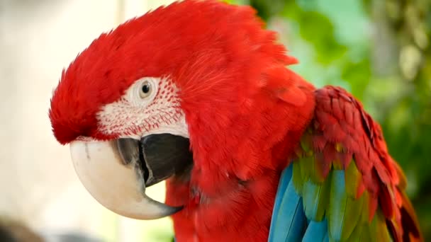 Zblízka se červená Amazon Scarlet papoušek papoušek nebo Ara macao, v lese tropické džungle. Wildlife barevný portrét ptáka - Záběry, video