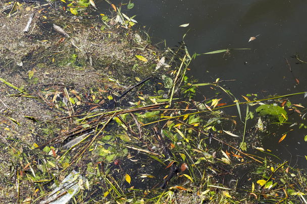 Частин рослин, тварин і пластикові об'єкти забруднювати вод Балтійського моря. - Фото, зображення