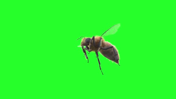 bee flying on sky background render 3D - Footage, Video