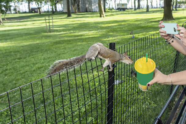 Rotes Eichhörnchen schnuppert eine Limonade - Foto, Bild